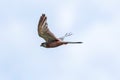 A portrait of a common kestrel flying through the air with a blue and white cloudy sky. the bird of prey is spreading its wings, Royalty Free Stock Photo