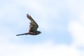 a portrait of a common kestrel flying by. the bird of prey has its wings upw1rd and is flying through a blue sky with white clouds Royalty Free Stock Photo