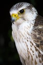 Portrait of a common kestrel isolated Royalty Free Stock Photo