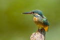 The portrait of Common Kingfisher Royalty Free Stock Photo