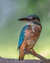 Portrait of a Common Kingfisher Royalty Free Stock Photo