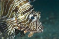 Portrait of a Common lionfish. Royalty Free Stock Photo