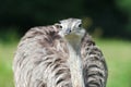 Portrait of common ostrich with green background Royalty Free Stock Photo