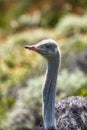 Portrait of common Ostrich in South Africa. Male Ostrich taking its turn guarding nest during dry season in the desert