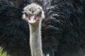 Portrait of a Common Ostrich Royalty Free Stock Photo