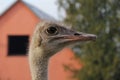 Portrait of ostrich Royalty Free Stock Photo