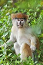 Portrait of a common patas monkey Royalty Free Stock Photo
