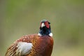 portrait of common pheasant phasianus colchicus Royalty Free Stock Photo