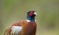 portrait of common pheasant phasianus colchicus Royalty Free Stock Photo