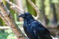 Portrait of a common raven. Side view. Blurred green trees background