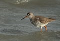 Portrait of a Common Redshank at Eker creek Royalty Free Stock Photo