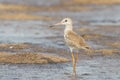 Portrait of Common Redshank Royalty Free Stock Photo