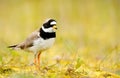 Portrait of a common ringed plover standing in a meadow Royalty Free Stock Photo