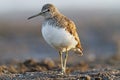 Portrait Common sandpiper