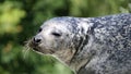 Common seal portrait Royalty Free Stock Photo