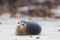 Portrait of common seal phoca vitulina lying on sand beach Royalty Free Stock Photo