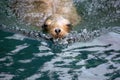 Portrait of a common seal swimming in green blue water Royalty Free Stock Photo