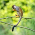 Portrait of common squirrel monkeys Royalty Free Stock Photo