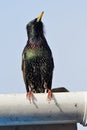 Common starling sturnus vulgaris