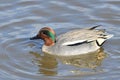 Common teal anas crecca Royalty Free Stock Photo