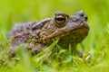 Portrait of a Common toad Royalty Free Stock Photo