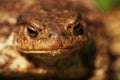 Portrait of a common toad (Bufo bufo) Royalty Free Stock Photo