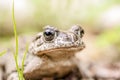 Portrait of a Common toad Royalty Free Stock Photo