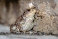 A portrait of a Common Toad set against a small stone wall Royalty Free Stock Photo