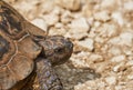 Portrait of a Common tortoise or Tetsudo graeca male .