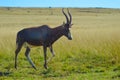 Portrait of a common Tsessebe Damaliscus lunatus antelope in Johannesburg game reserve South Africa Royalty Free Stock Photo