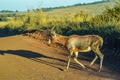 Portrait of a common Tsessebe Damaliscus lunatus antelope in Johannesburg game reserve South Africa