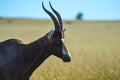 Portrait of a common Tsessebe Damaliscus lunatus antelope in Johannesburg game reserve South Africa Royalty Free Stock Photo