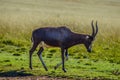 Portrait of a common Tsessebe Damaliscus lunatus antelope in Johannesburg game reserve South Africa Royalty Free Stock Photo