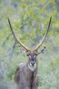 Common Waterbuck in Kruger National park, South Africa Royalty Free Stock Photo