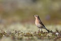 Portrait of common wheatear Oenanthe oenanthe