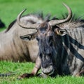 Portrait of Common Wildebeest Connochaetes Alcelaphine Bovidae l Royalty Free Stock Photo