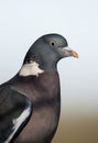 Common Woodpigeon, Woodpigeon, Columba palumbus Royalty Free Stock Photo