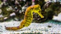 Portrait of a common yellow estuary seahorse with black spots, tropical aquarium pet from the indo-pacific ocean