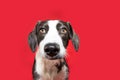 Portrait concentrate and attentive puppy dog looking at camera. Isolated on red background