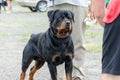 Portrait of a concentrated Rottweiler on a leash. Adult male fro Royalty Free Stock Photo