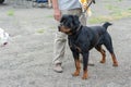Portrait of a concentrated Rottweiler on a leash Royalty Free Stock Photo