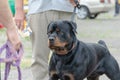 Portrait of a concentrated Rottweiler on a leash. Adult male fro Royalty Free Stock Photo