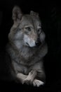 Portrait of condescending interrogative female she-wolf on black background, isolated