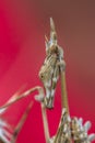 Portrait of Conehead praying mantis on red background