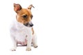 Portrait confused Jack Russell Terrier, standing in front, white background