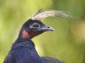 Portrait Congo peafowl