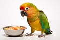 Portrait of Conure parrot near a bowl of bird food isolated on a white background