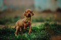 portrait of cute puppy Hungarian pointing dog, vizsla stay on grass. field on background Royalty Free Stock Photo