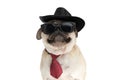 Portrait of a cool pug dog wearing a black hat Royalty Free Stock Photo