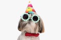 portrait of cool shih tzu dog with party hat and sunglasses looking up